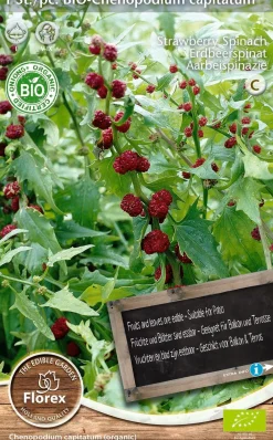 Clearance Florex Bio Erdbeerspinat (Chenopodium capitatum) Samen Gemüsesamen|Saatgut