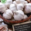 Discount Florex Bio Knoblauch (Allium 'Flavor') Samen Gemüsesamen|Saatgut