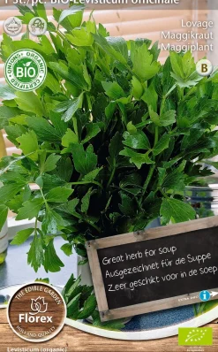 Florex Bio Maggikraut (Levisticum officinale) Samen Gemüsesamen|Saatgut