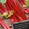 Discount Florex Bio Rhabarber (Rheum 'Champagne') Samen Gemüsesamen|Saatgut