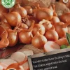 Hot Florex Bio Schalotten (Allium 'Red Sun') Samen 125 g Gemüsesamen|Saatgut