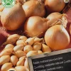 New Florex Bio Steckzwiebeln (Allium 'Sturon') Samen 50 St. Gemüsesamen|Saatgut