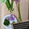 Best Florex Bio Zimmerknoblauch (Tulbaghia violacea) Samen Gemüsesamen|Saatgut
