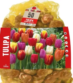 Hot Florex Tulpe (Tulipa 'Triumph') Blumenzwiebeln gemischt 50 St. Frühlings-Blüher|Blumenzwiebeln