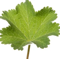 Outlet Frauenmantel (Alchemilla mollis) D 9 H 15 cm 6 Pflanzen Blühende Pflanzen|Winterharte Pflanzen