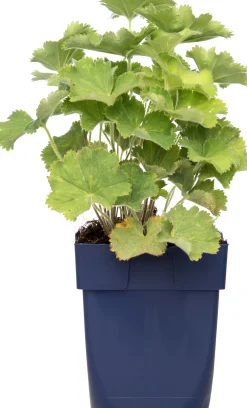 Sale Frauenmantel (Alchemilla mollis) D 11 H 10 cm Blühende Pflanzen|Winterharte Pflanzen