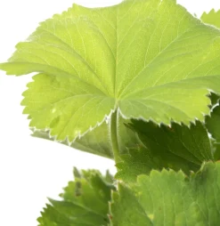 Sale Frauenmantel (Alchemilla mollis) D 11 H 10 cm Blühende Pflanzen|Winterharte Pflanzen