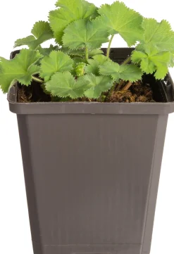 Discount Frauenmantel (Alchemilla mollis 'Robustica') D 9 H 5 cm Blühende Pflanzen|Winterharte Pflanzen