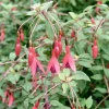 Fuchsie (Fuchsia magellanica 'Riccartonii') Blühende Pflanzen|Mehrjährige Pflanzen