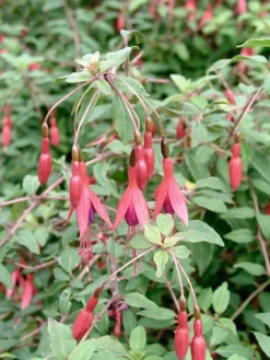 Fuchsie (Fuchsia magellanica 'Riccartonii') Blühende Pflanzen|Mehrjährige Pflanzen