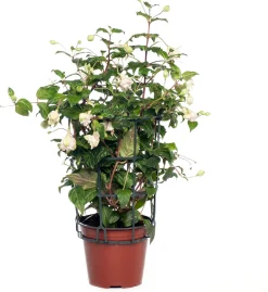 Hot Fuchsie hängend (Fuchsia) D 10,5 H 16 cm Blühende Pflanzen|Mehrjährige Pflanzen