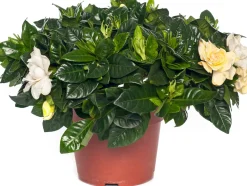 Discount Gardenie (Gardenia jasminoides) D 13 cm H 25 cm Kleine Zimmerpflanzen|Blühende Zimmerpflanzen