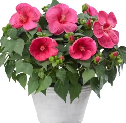 Outlet Garten-Hibiskus (Hibiscus) D 23 H 60 cm Für Sonne|Blühende Zimmerpflanzen