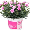 Online Garten-Nelke (Dianthus 'Pink Kisses') D 13 H 15 cm Mehrjährige Pflanzen|Nelke