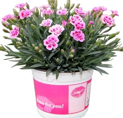 Online Garten-Nelke (Dianthus 'Pink Kisses') D 13 H 15 cm Mehrjährige Pflanzen|Nelke