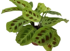 Sale Gebetspflanze (Maranta leuconeura 'Fantasy') D 12 H 30 cm Grünpflanzen