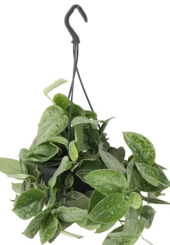 Discount Gefleckte Efeutute (Scindapsus pictus 'Silvery Ann') D 14 H 40 cm Grünpflanzen|Efeutute