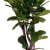 Geigenfeige (Ficus lyrata) D 24 H 120 cm Luftreinigende Pflanzen|Grünpflanzen