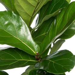 Geigenfeige (Ficus lyrata) D 24 H 120 cm Luftreinigende Pflanzen|Grünpflanzen