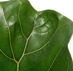 Sale Geigenfeige (Ficus lyrata) D 17 H 65 cm Bonsai|Luftreinigende Pflanzen