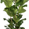 Outlet Geigenfeige (Ficus lyrata) D 34 cm H 140 cm Große Pflanzen|Grünpflanzen