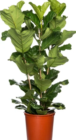Outlet Geigenfeige (Ficus lyrata) D 34 cm H 140 cm Große Pflanzen|Grünpflanzen