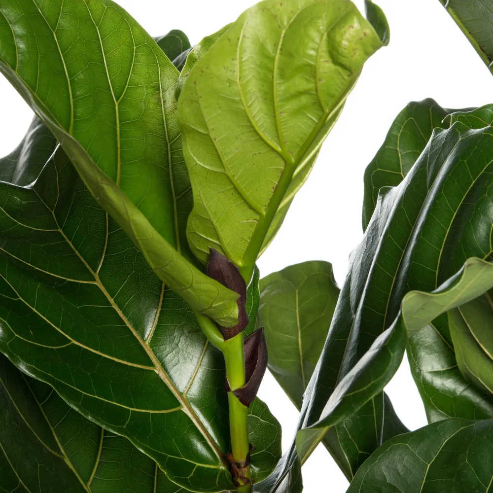 Outlet Geigenfeige (Ficus lyrata) D 34 cm H 140 cm Große Pflanzen|Grünpflanzen
