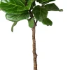Geigenfeige Stämmchen (Ficus lyrata) D 27 H 140 cm Bonsai|Große Pflanzen