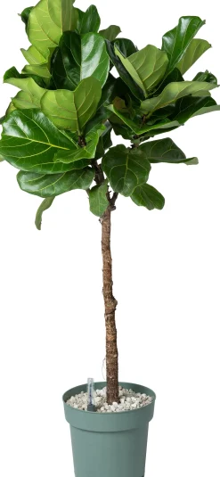 Geigenfeige Stämmchen (Ficus lyrata) D 27 H 140 cm Bonsai|Große Pflanzen