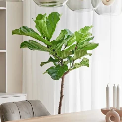 Geigenfeige Stämmchen (Ficus lyrata) D 27 H 140 cm Bonsai|Große Pflanzen