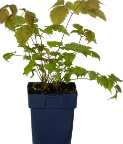 Clearance Geissbart (Aruncus Dioicus) D 11 H 20 cm Mehrjährige Pflanzen|Blühende Pflanzen