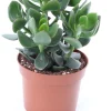 Outlet Geldbaum (Crassula ovata 'Hulk') D 12 H 18 cm Kleine Zimmerpflanzen|Für Sonne