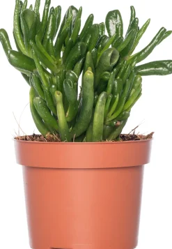 Hot Geldbaum (Crassula ovata 'Hobbit') D 12 H 20 cm Kleine Zimmerpflanzen|Für Sonne