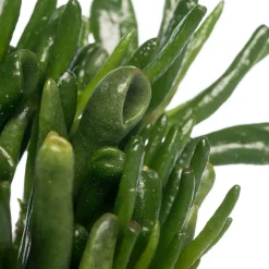 Hot Geldbaum (Crassula ovata 'Hobbit') D 12 H 20 cm Kleine Zimmerpflanzen|Für Sonne