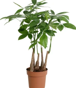 Outlet Geldbaum (Pachira aquatica) D 17 H 50 cm Grünpflanzen|Pachira