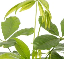 Outlet Geldbaum (Pachira aquatica) D 17 H 50 cm Grünpflanzen|Pachira