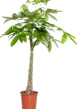 Geldbaum (Pachira aquatica) D 21 H 100 cm Große Pflanzen|Grünpflanzen