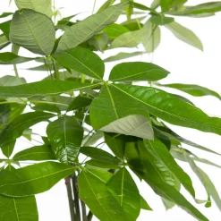 Geldbaum (Pachira aquatica) D 21 H 100 cm Große Pflanzen|Grünpflanzen