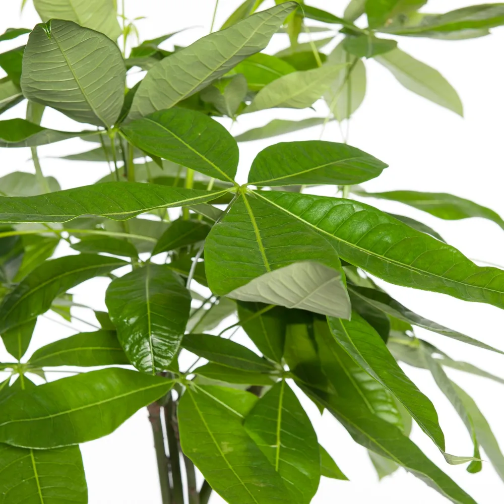 Geldbaum (Pachira aquatica) D 21 H 100 cm Große Pflanzen|Grünpflanzen