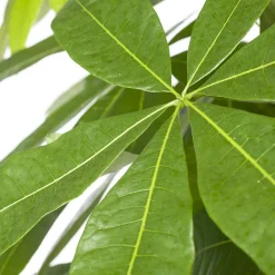 New Geldbaum (Pachira aquatica) D 27 H 150 cm Große Pflanzen|Grünpflanzen