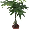 Clearance Geldbaum (Pachira aquatica) D 19 H 90 cm Große Pflanzen|Grünpflanzen