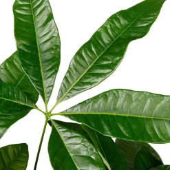 Clearance Geldbaum (Pachira aquatica) D 19 H 90 cm Große Pflanzen|Grünpflanzen