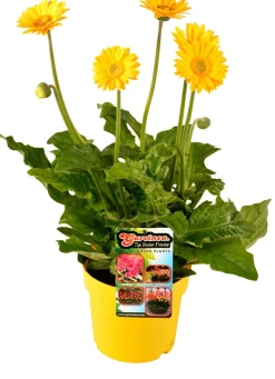 Clearance Gerbera (Garvinea) D 17 H 50 cm Blühende Pflanzen|Winterharte Pflanzen