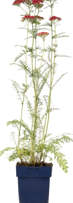 Hot Gewöhnliche Schafgarbe (Achillea millefolium 'Paprika') D 11 H 10 cm Blühende Pflanzen|Winterharte Pflanzen