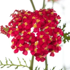 Hot Gewöhnliche Schafgarbe (Achillea millefolium 'Paprika') D 11 H 10 cm Blühende Pflanzen|Winterharte Pflanzen