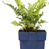 Sale Gewöhnlicher Tüpfelfarn (Polypodium vulgare) D 11 H 10 cm Farne|Pflanzen Für Schatten