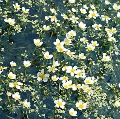 Discount Gewöhnlicher Wasserhahnenfuss (Ranunculus aquatilis) D 11 H 22 cm Teichpflanzen|Mehrjährige Pflanzen