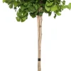 Clearance Ginkgo (Ginkgo biloba) D 27 H 90 cm Winterharte Pflanzen|Koniferen