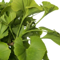 Clearance Ginkgo (Ginkgo biloba) D 27 H 90 cm Winterharte Pflanzen|Koniferen