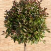Clearance Glanzmispel  (Photinia fraseri 'Red Robin') Pflanzen Für Schatten|Immergrüne Pflanzen
